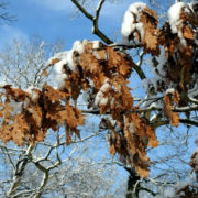 Eichen im Winter (Foto: Hajo Eckert)