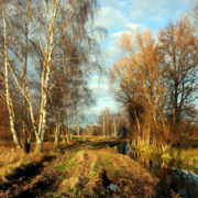 Moorgraben im Luch (Foto: Hajo Eckert)
