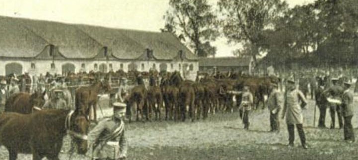 Musterung der Pferde durch die Remontierungskommission 1904 (Foto: Archiv Heimatverein Bärenklau)