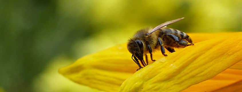 Symbolbild: Biene (Foto: Oldiefan/pixabay)